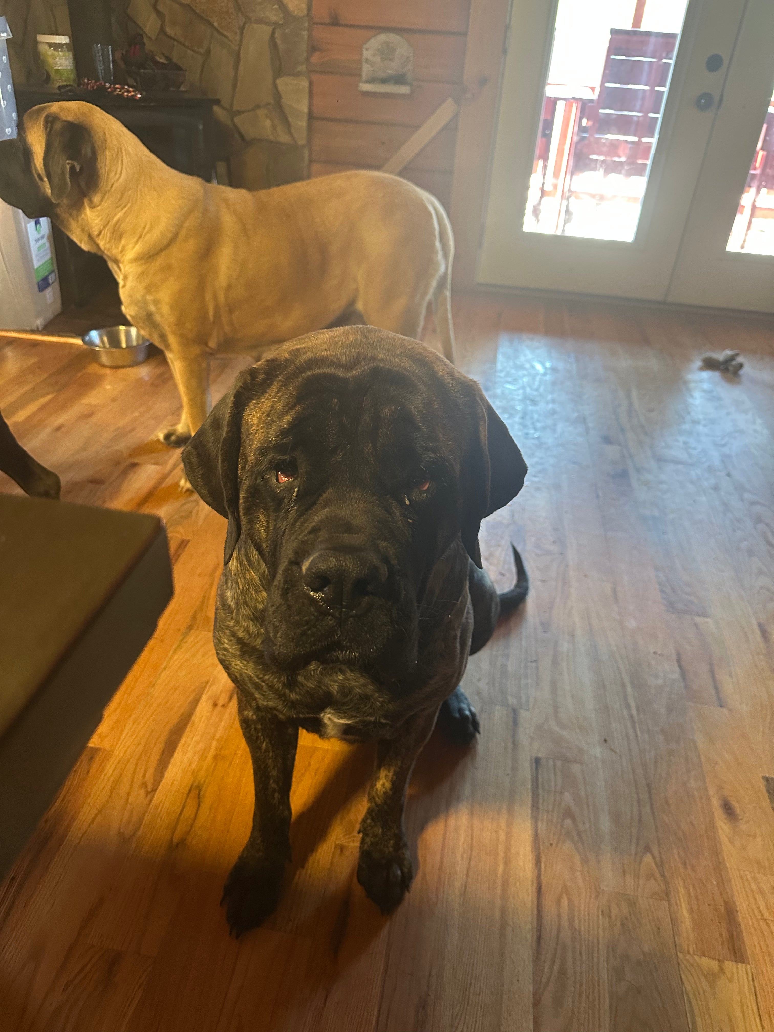 Mastiff x Cane Corso October 13th, 2025 Litter